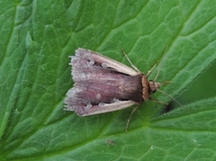 Flame Shoulder (Ochropleura plecta)
