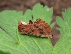 Coxcomb Prominent (Ptilodon capucina)