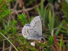 Myrblåvinge (Plebejus optilete)