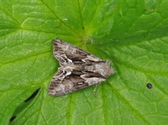 The Saxon (Hyppa rectilinea)