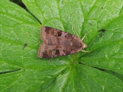 Purple Clay (Diarsia brunnea)