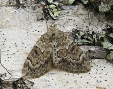 Spruce Carpet (Thera variata)