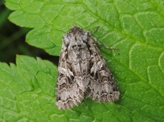 Gulflekkfly (Hada plebeja)