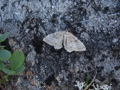 Scallop Shell (Rheumaptera undulata)