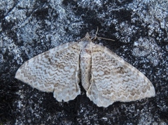 Scallop Shell (Rheumaptera undulata)