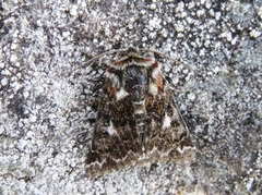 Beautiful Yellow Underwing (Anarta myrtilli)