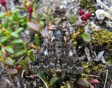 Beautiful Yellow Underwing (Anarta myrtilli)