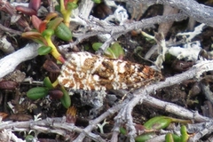 Thyme Marble (Celypha cespitana)