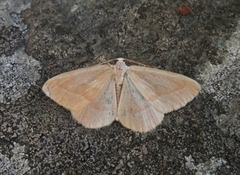 Barred Red (Hylaea fasciaria)