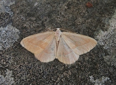 Barskogmåler (Hylaea fasciaria)