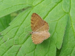 Brun buemåler (Macaria brunneata)