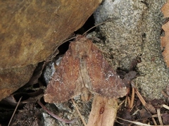Teglrødt engfly (Apamea lateritia)