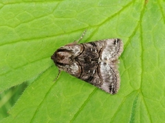 The Spectacle (Abrostola tripartita)