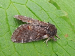 Iron Prominent (Notodonta dromedarius)