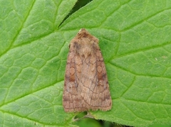 Six-striped Rustic (Xestia sexstrigata)