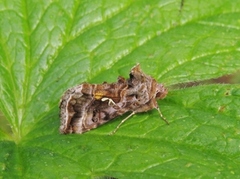 Beautiful Golden Y (Autographa pulchrina)