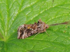 Fiolettbrunt metallfly (Autographa pulchrina)