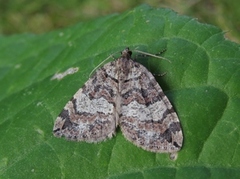 July Highflyer (Hydriomena furcata)