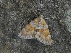 Grey Pine Carpet (Thera obeliscata)
