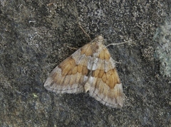 Furubarmåler (Thera obeliscata)