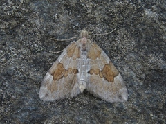 Grey Pine Carpet (Thera obeliscata)