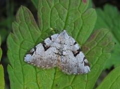 The V-Moth (Macaria wauaria)