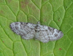 Green Pug (Pasiphila rectangulata)