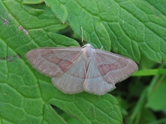 Barred Red (Hylaea fasciaria)