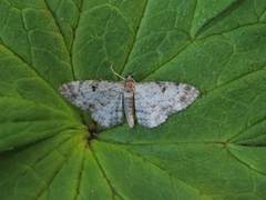 Cloaked Pug (Eupithecia abietaria)