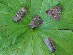 Antler Moth (Cerapteryx graminis)