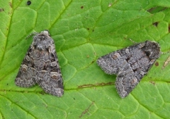 Minor Shoulder-knot (Brachylomia viminalis)