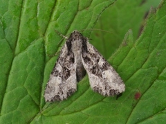 Slåttengfly (Apamea remissa)