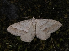 Linjelundmåler (Mesotype parallelolineata)