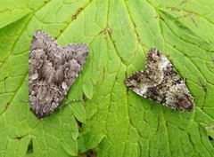 Mørkt skogfly (Eurois occulta)