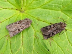 Fiolettbrunt jordfly (Euxoa recussa)