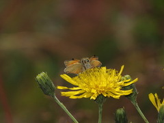 Timoteismyger (Thymelicus lineola)