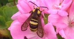 Hornet Moth (Sesia apiformis)