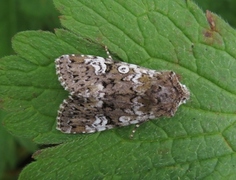 Flekkfly (Crypsedra gemmea)