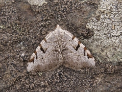 The V-Moth (Macaria wauaria)