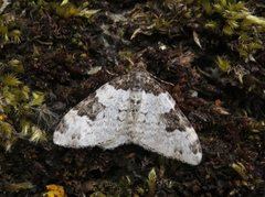 Vårbåndmåler (Xanthorhoe fluctuata)