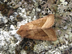 Brunt stengelfly (Hydraecia micacea)