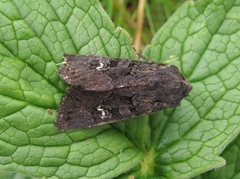 Black Rustic (Aporophyla nigra)