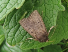 Grått pyramidefly (Amphipyra tragopoginis)