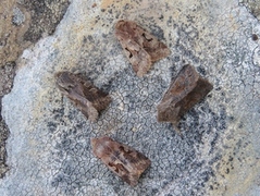 Hebrew Character (Orthosia gothica)