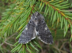 Vårhalvspinner (Achlya flavicornis)