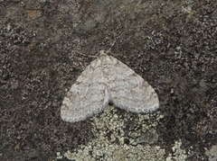 Early Tooth-striped (Trichopteryx carpinata)