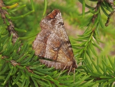 Blek månemåler (Selenia dentaria)