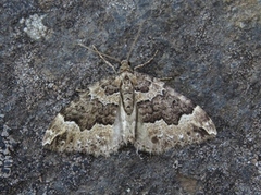 Water Carpet (Lampropteryx suffumata)