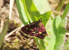 Common Purple & Gold (Pyrausta purpuralis)