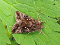 Beautiful Golden Y (Autographa pulchrina)